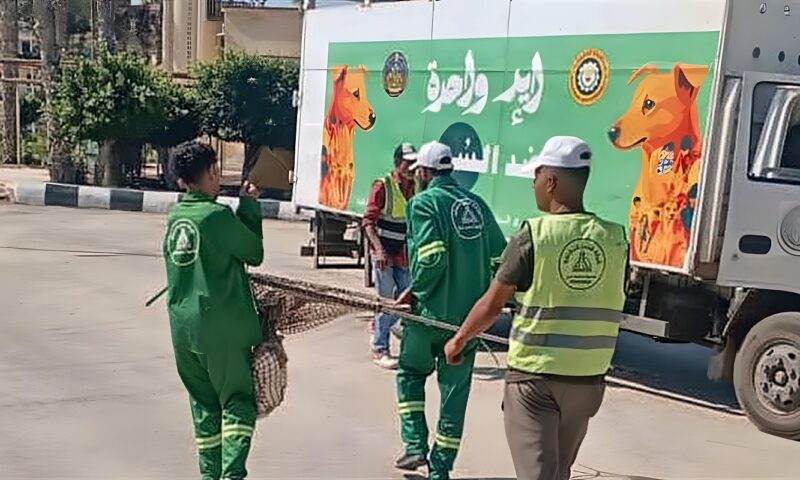 تكثيف الحملات بالمناطق الأكثر تعرضا لانتشار الكلاب الضالة للحد من مخاطرها في الدقهلية