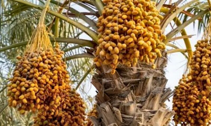 حققت 147 مليون دولار في 2025.. خريطة الأسواق المستوردة للتمور المصرية وفرص التصنيع المضاعف