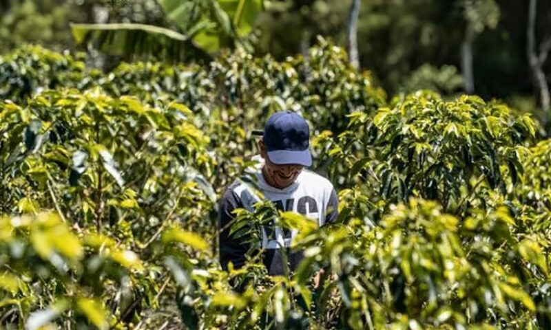 تراجع إنتاج كولومبيا من القهوة بنسبة 15% إلى 12.65 مليون جوال خلال عام
