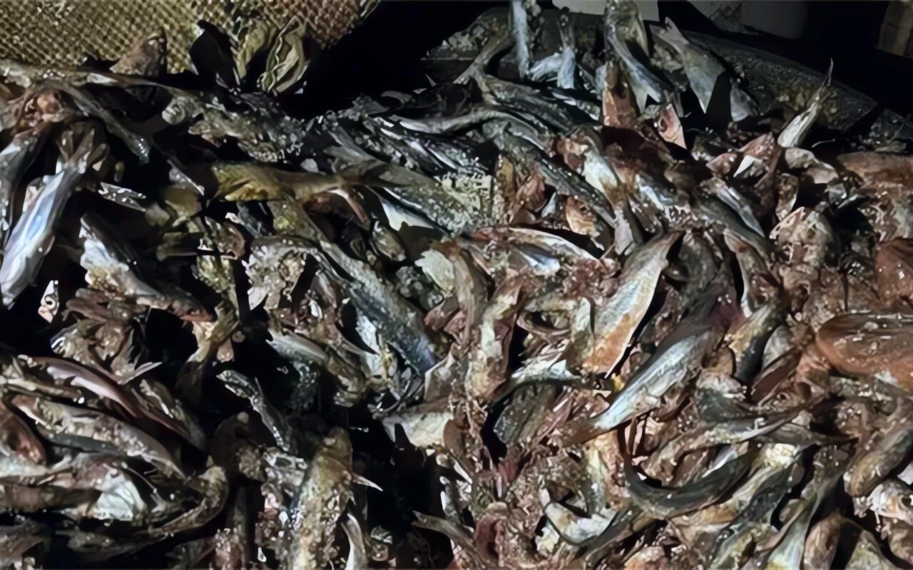 إحباط محاولة إغراق الأسواق بـ 41 طن أسماك فاسدة في الغربية