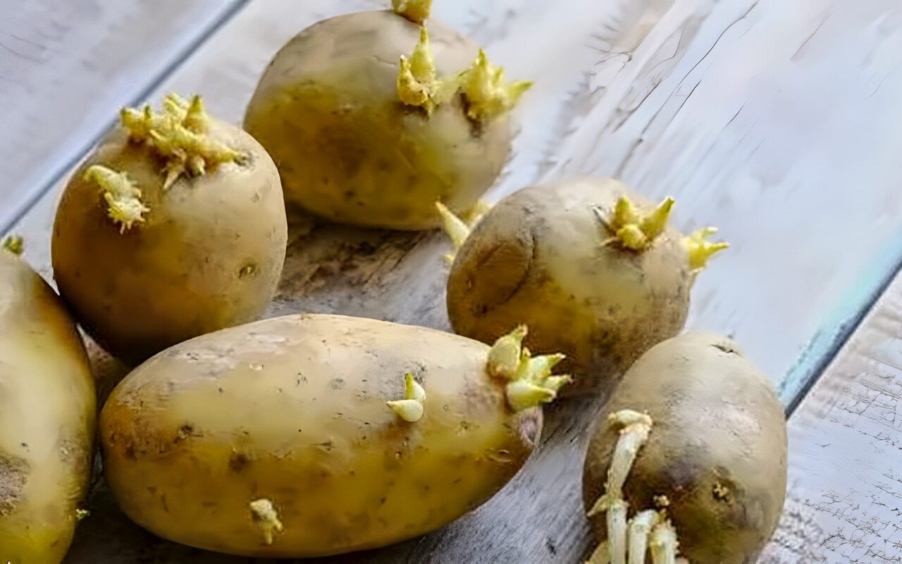 أضرار البطاطس المنبتة.. سموم طبيعية ومشكلات خطيرة بالجهاز الهضمي