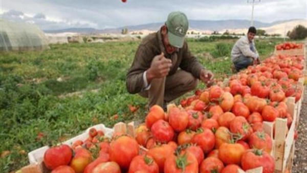 الزراعة: لجان لفحص المنتجات بالمزارع والأسواق للتأكد من سلامتها