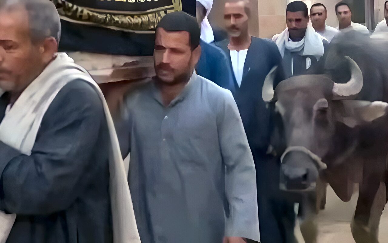استغلال الموت لصناعة ترند.. الشيخ أحمد تركي يعلق على فيديو الجاموسة التي ودعت صاحبها
