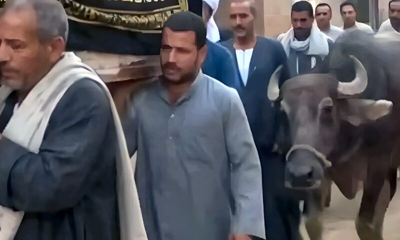 استغلال الموت لصناعة ترند.. الشيخ أحمد تركي يعلق على فيديو الجاموسة التي ودعت صاحبها
