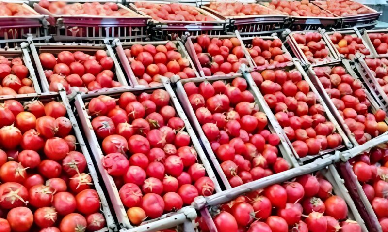 سعر كيلو الطماطم اليوم.. تفاصيل جديدة عن أزمة «السوسة»