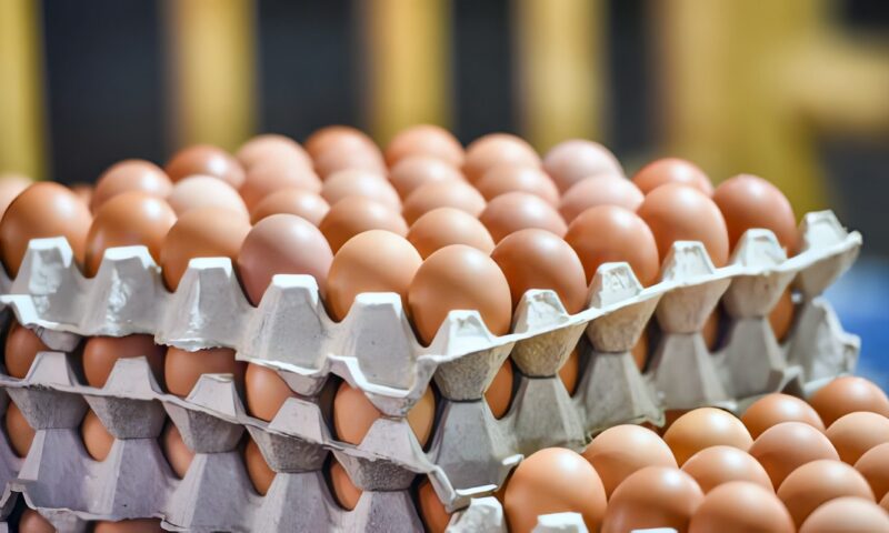 بعد شهور من الانخفاض.. أسعار البيض تعاود الارتفاع| اعرف الكرتونة بكام