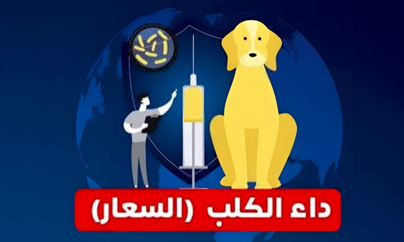 بعد وفـ.ـاة طفلة في بورسعيد بسبب السعار.. أبرز الأعراض وطرق انتقال العدوى