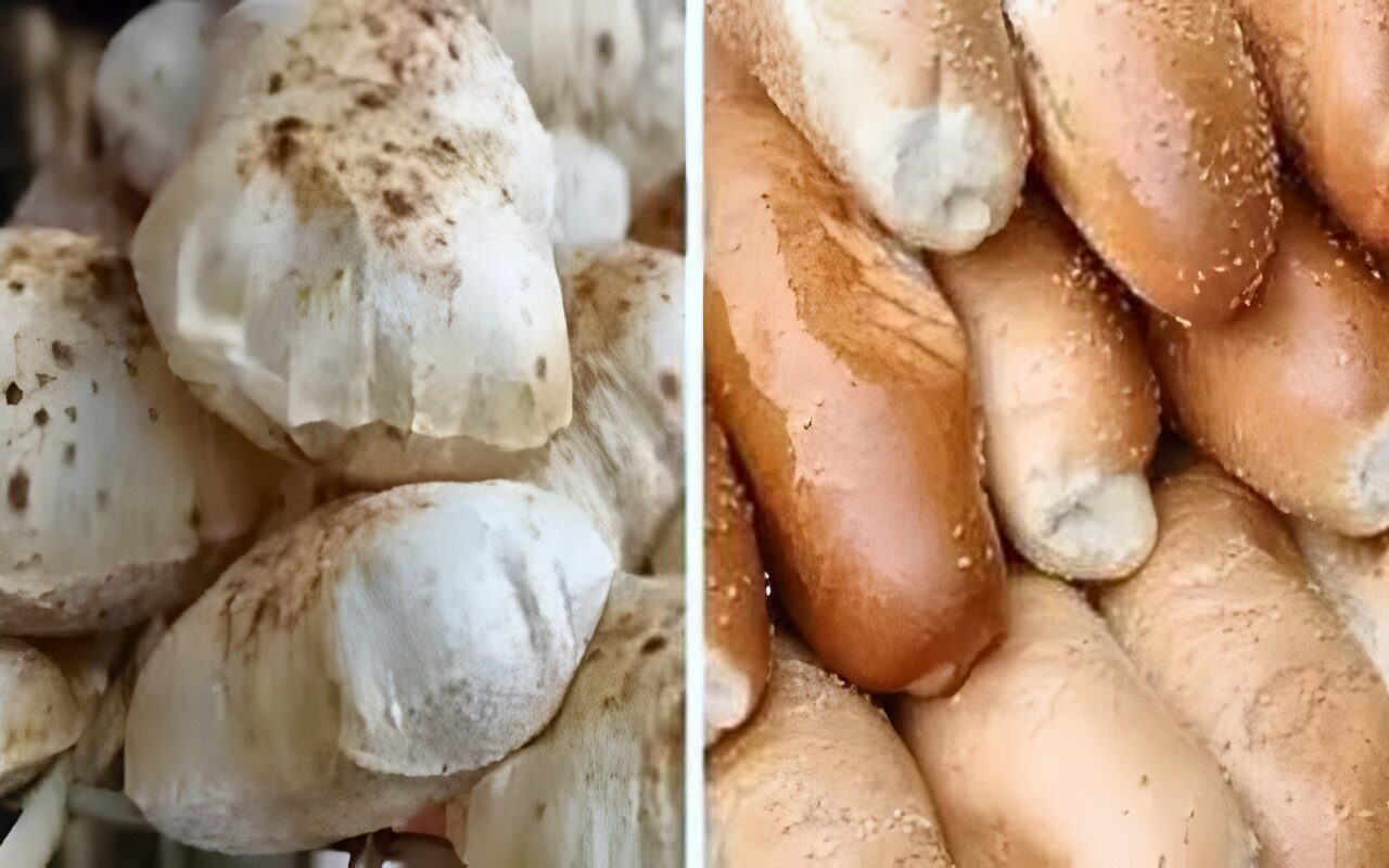 أسعار الخبز السياحي والفينو 2026