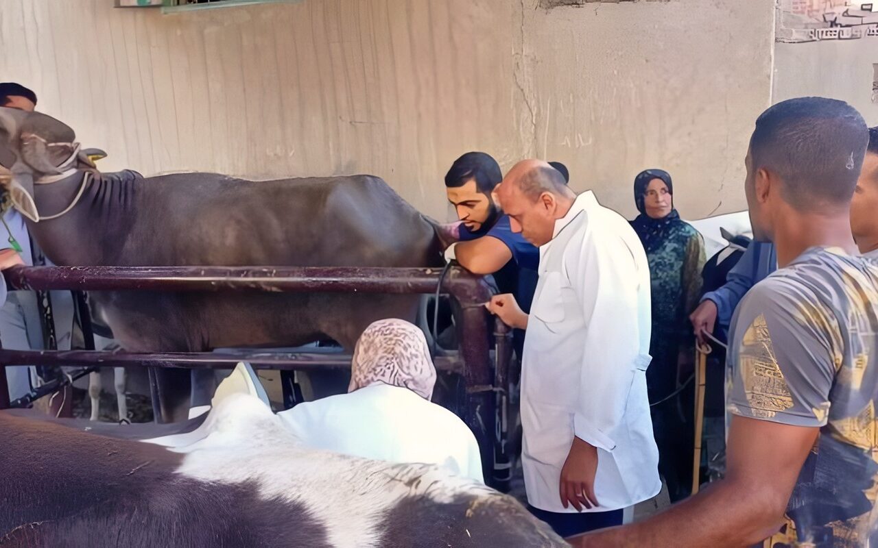 اليوم في جميع المحافظات.. الزراعة تبدأ تحصين الأبقار والأغنام