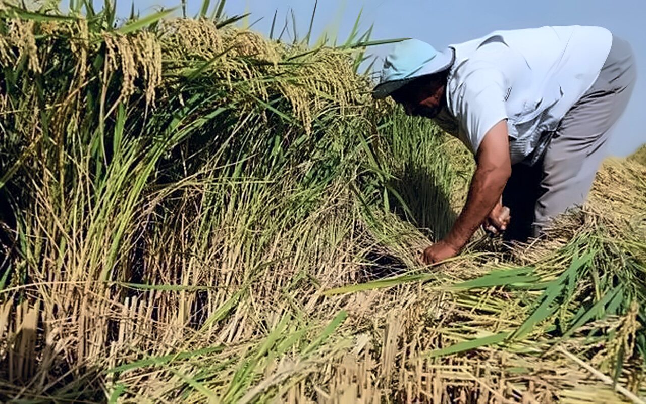 ثعابين حقول الأرز في الدلتا، طبيب بيطري يحذر: الضفادع أحد أسباب انتشارها