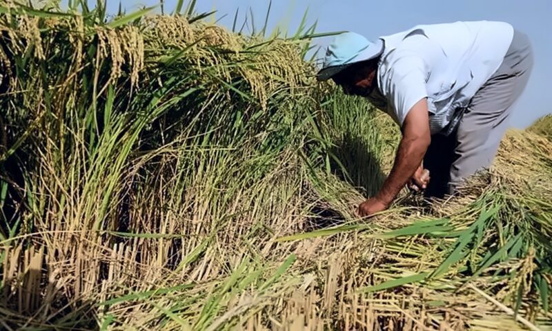 ثعابين حقول الأرز في الدلتا، طبيب بيطري يحذر: الضفادع أحد أسباب انتشارها