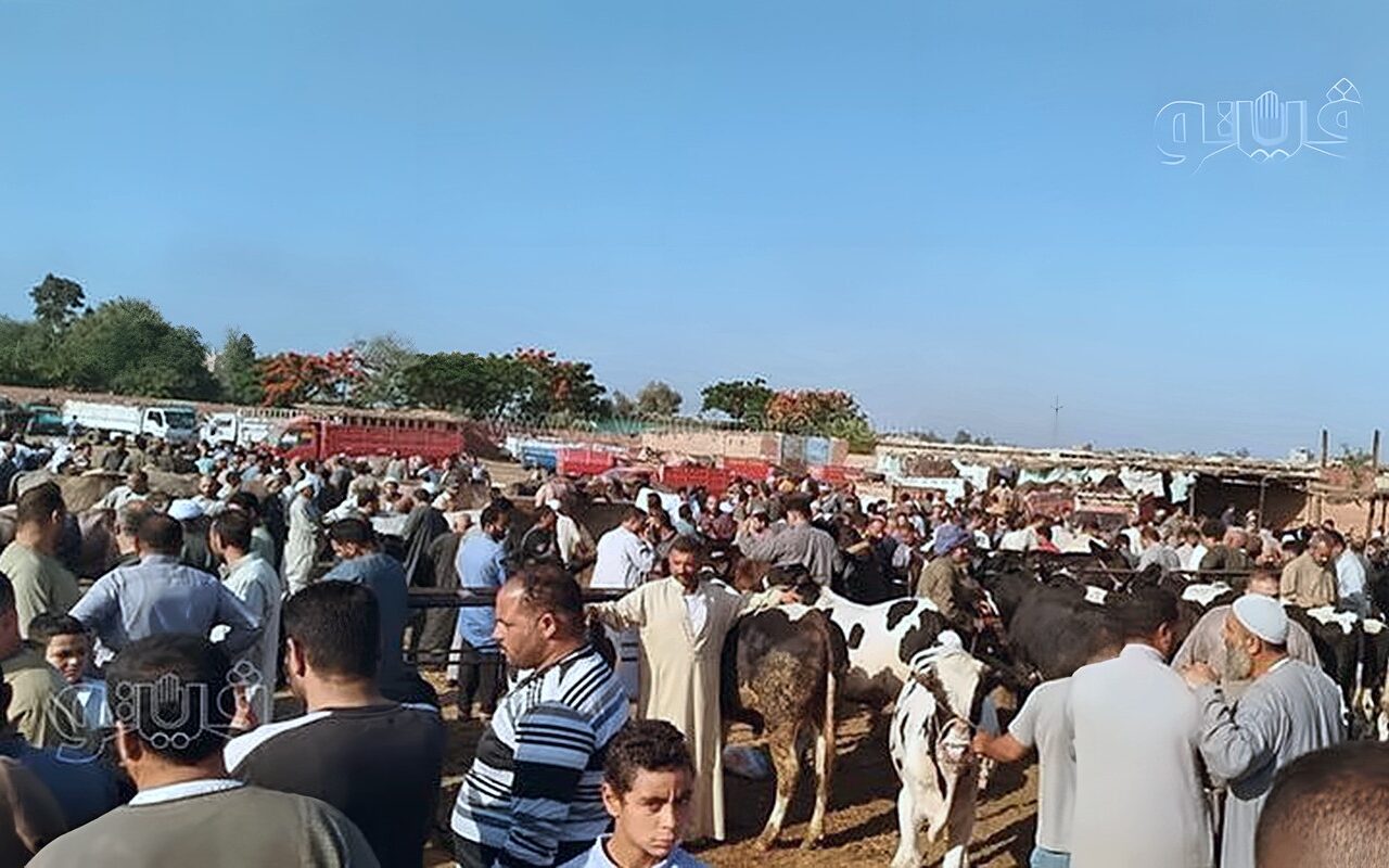 سوق الجعفرية للمواشي بالغربية يستعيد نشاطه وينقل موعده الأسبوعي إلى فجر الجمعة