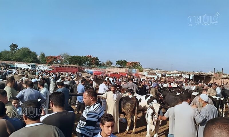 سوق الجعفرية للمواشي بالغربية يستعيد نشاطه وينقل موعده الأسبوعي إلى فجر الجمعة