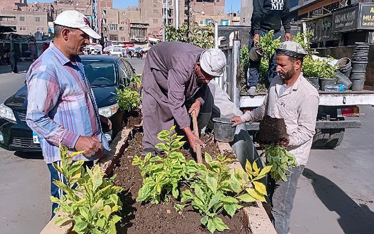اتحضر للأخضر.. التوسع في زراعة النباتات والأشجار لتحسين المظهر الحضاري في الجيزة