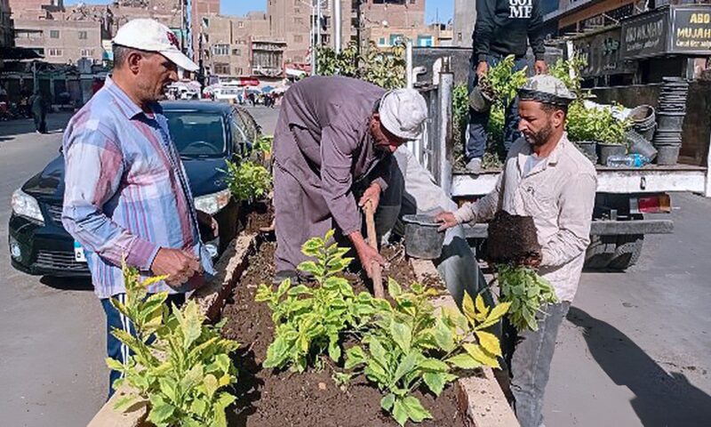 اتحضر للأخضر.. التوسع في زراعة النباتات والأشجار لتحسين المظهر الحضاري في الجيزة