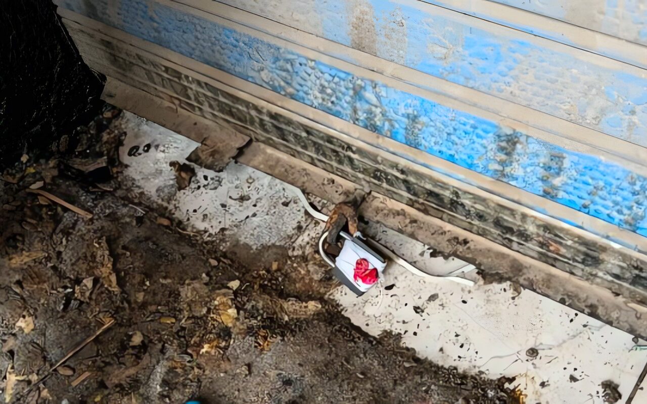 محافظ الجيزة يتابع جهود مركز ومدينة البدرشين في رفع الإشغالات وغلق منشأة غذائية مخالفة