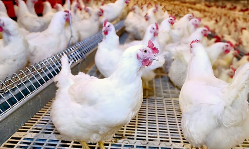 ثروت الزيني يكشف مفاجأة في إنتاج الدواجن.. والكتاكيت تتأرجح بين 28 و36 جنيهًا