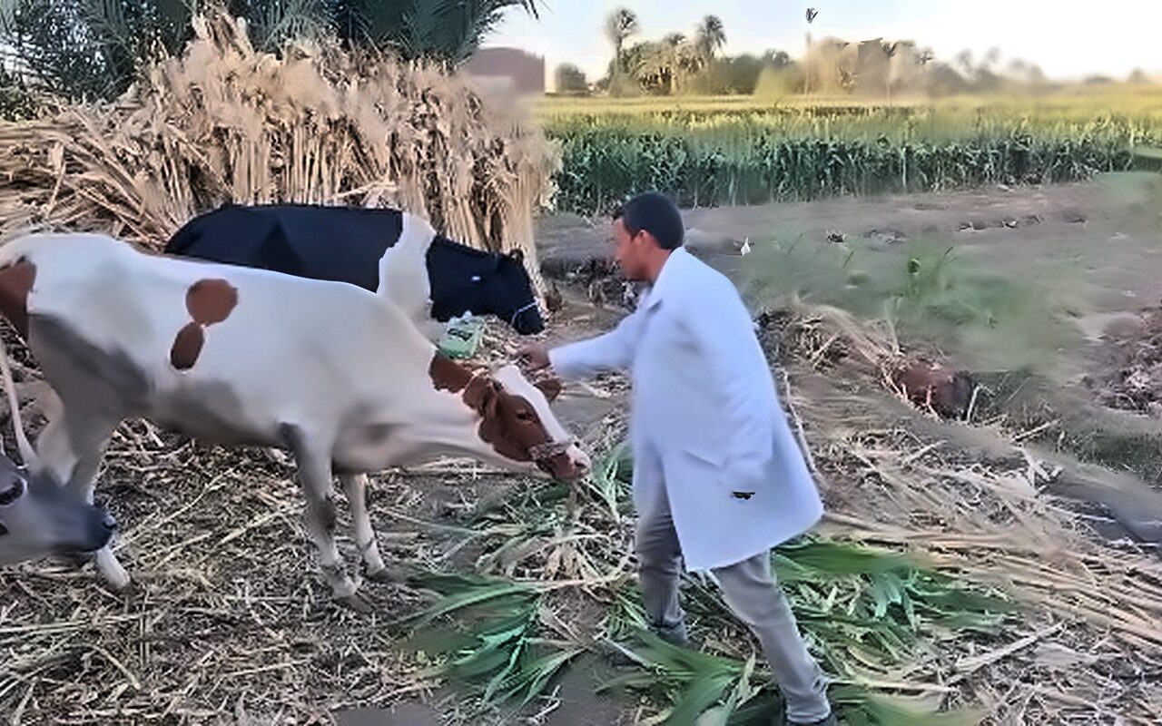 تحصين 180 ألفًا و781 رأس ماشية ضد الحمى القلاعية والوادي المتصدع بالمنيا