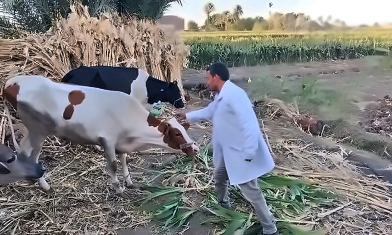 تحصين 180 ألفًا و781 رأس ماشية ضد الحمى القلاعية والوادي المتصدع بالمنيا