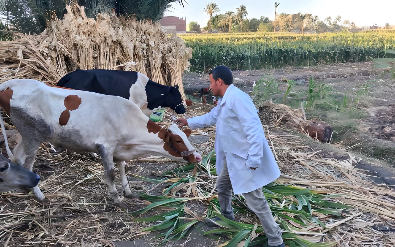 محافظ المنيا: تحصين 185 ألفًا و841 رأس ماشية ضد الحمى القلاعية والوادي المتصدع