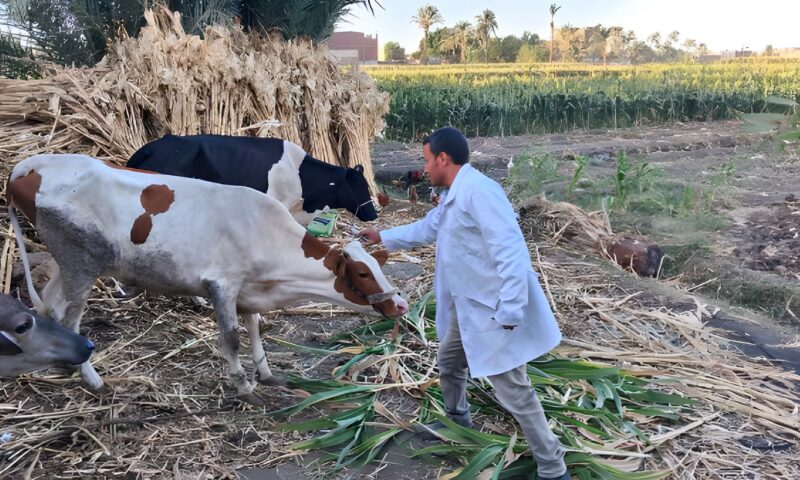 محافظ المنيا: تحصين 185 ألفًا و841 رأس ماشية ضد الحمى القلاعية والوادي المتصدع
