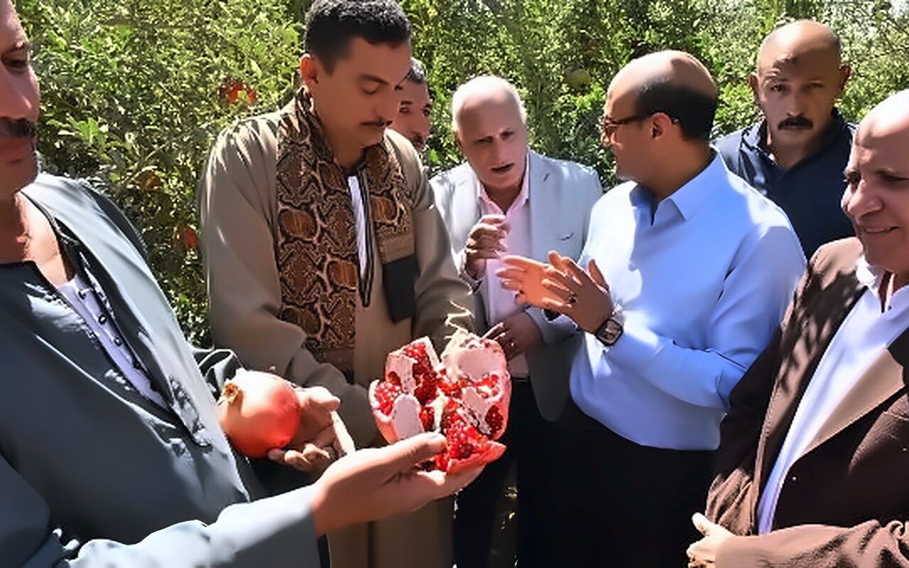 محافظ أسيوط يتفقد حصاد “الذهب الأحمر”.. ويؤكد: مصنع مركزات الرمان يعزز فرص التصدير