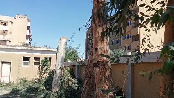 محافظ سوهاج يحيل مسئولي مدرستين بساقلتة للتحقيق بسبب التقليم الجائر لأشجار معمرة| صور