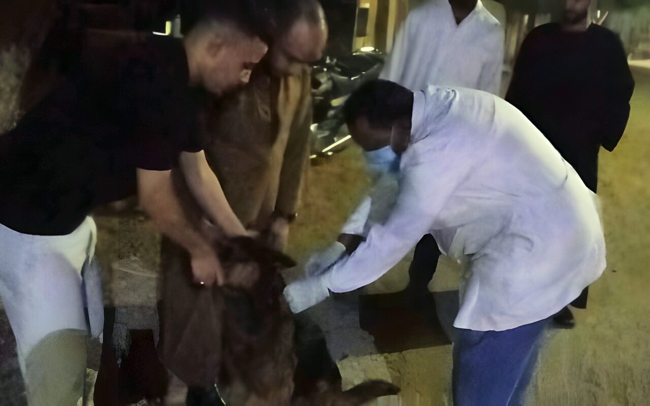 تحصين 27 كلبًا خلال حملة بيطرية مُكبرة بساقلتة في سوهاج .. صور