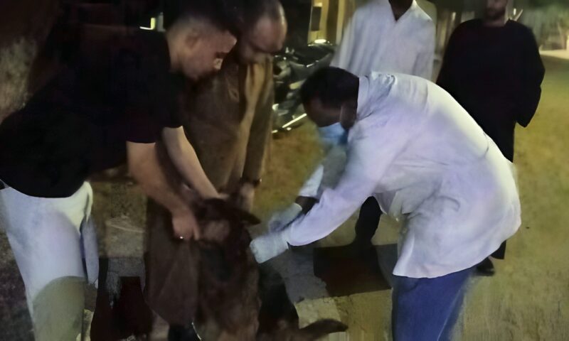 تحصين 27 كلبًا خلال حملة بيطرية مُكبرة بساقلتة في سوهاج .. صور