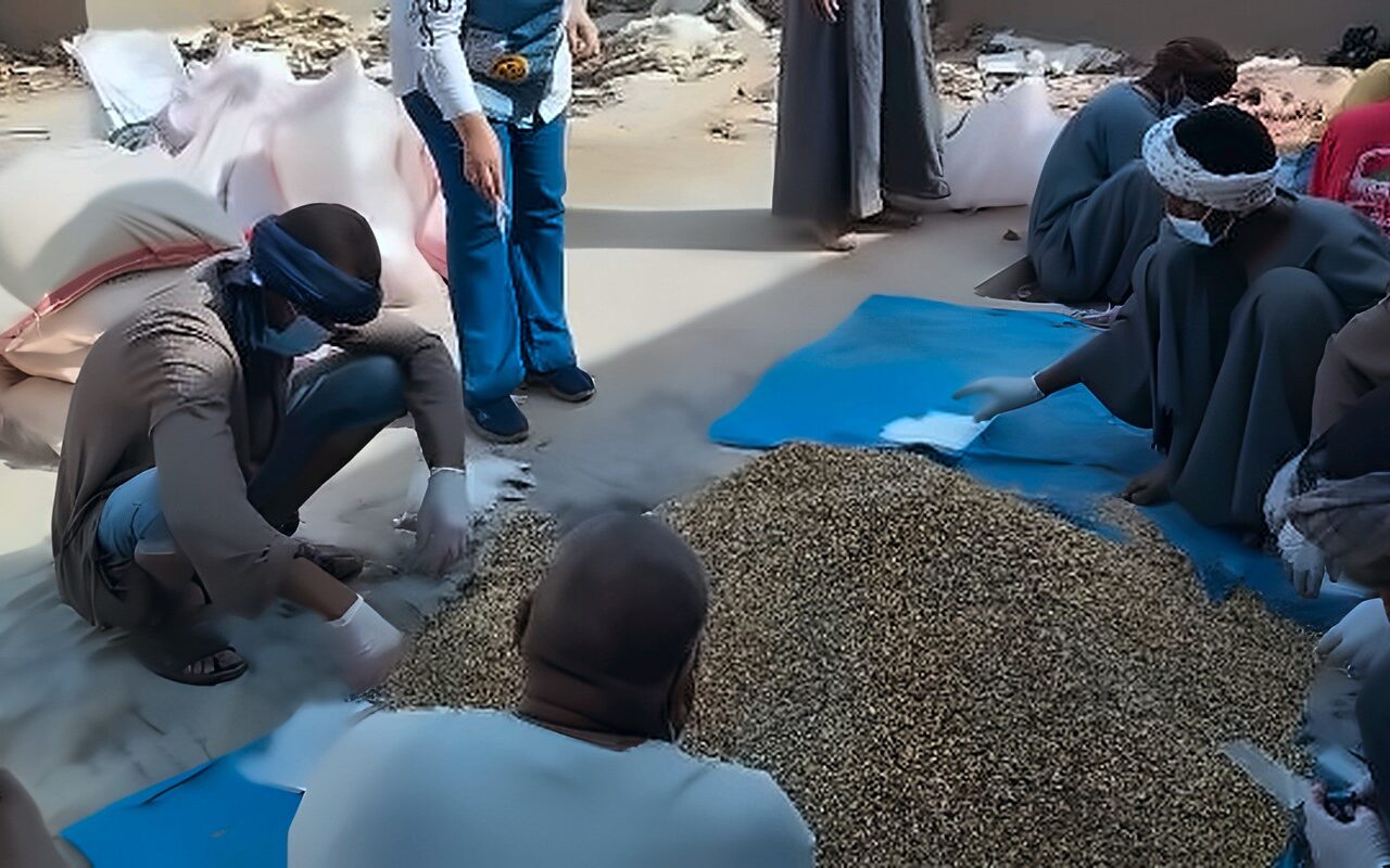 زراعة الأقصر تكثف جهود مكافحة فئران الغيط لحماية المحاصيل