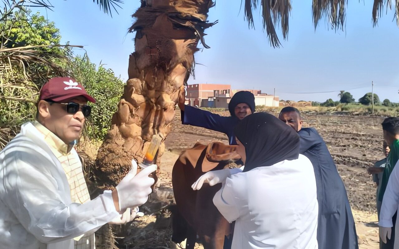 بيطري الأقصر يقدم خدمات الكشف والعلاج مجانا لـ806 من رءوس الماشية و211 طائرا