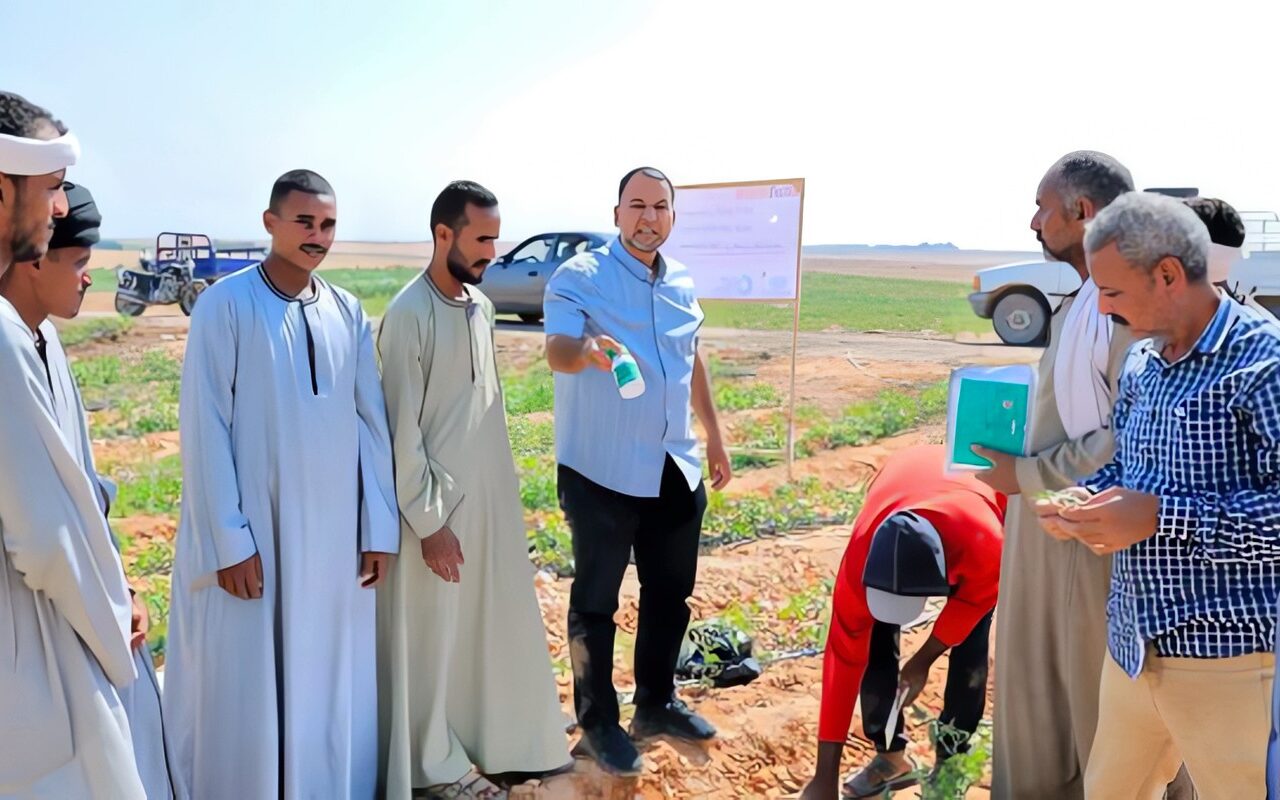 زراعة الأقصر تطلق أول مدرسة حقلية لمكافحة حافرة الطماطم بإسنا