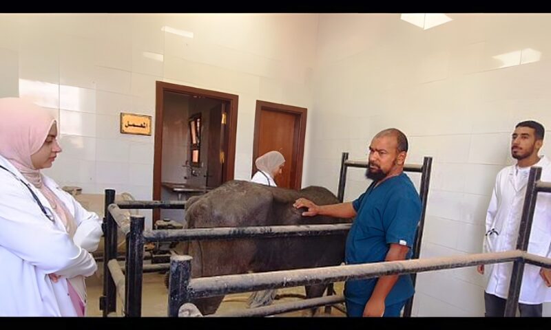 قوافل الطب البيطرى بأسوان تقدم 2065 خدمة للمربين بمختلف المراكز والقرى