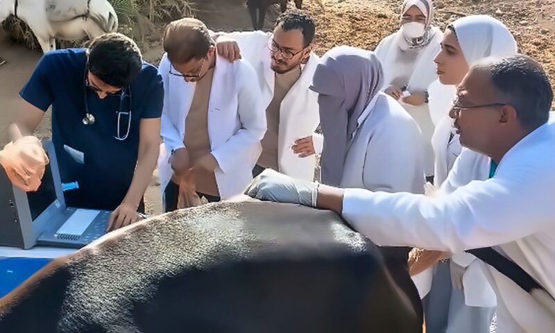 قافلة بيطرية شاملة بمنطقة أبو الريش بحرى للحفاظ على الثروة الحيوانية ودعم المربين