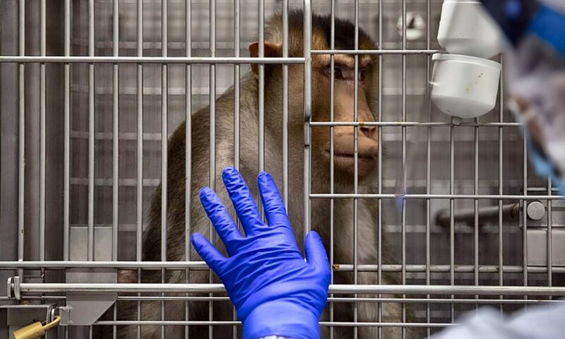 إنجاز طبي غير مسبوق: نجاح أول زراعة لغدة نخامية بشرية مطورة مختبرياً في جسم قرد