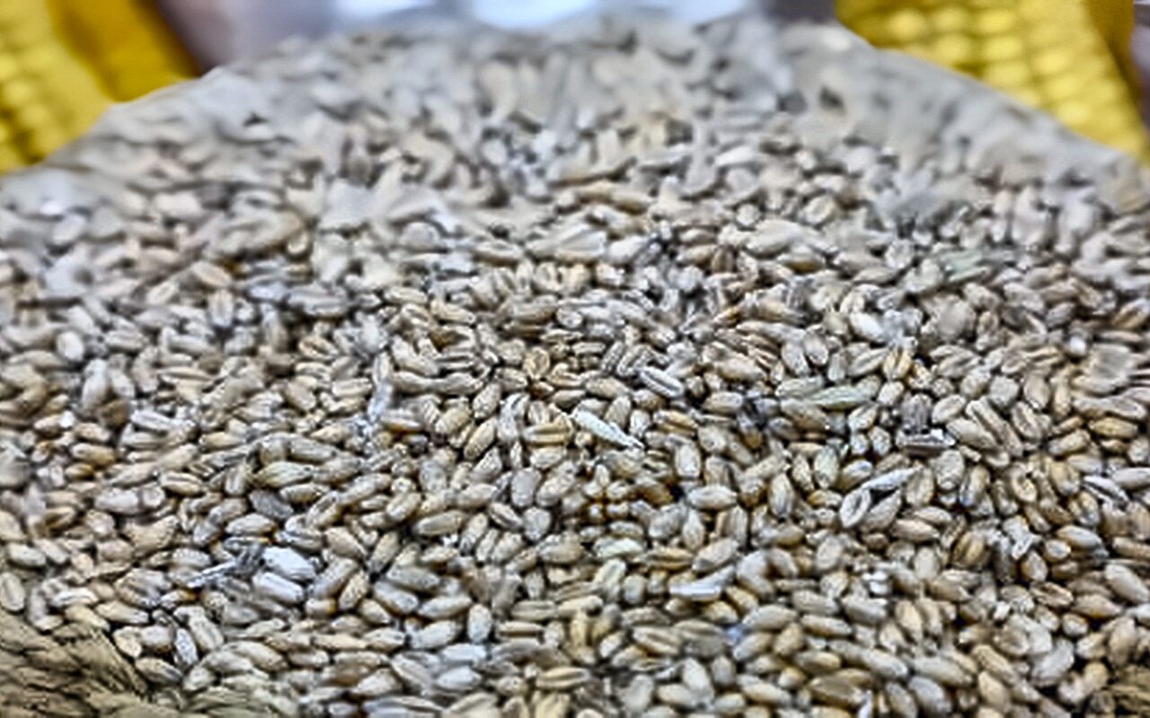 سوريا.. تأخر صرف مستحقات القمح في الجزيرة يهدد الموسم الجديد والفلاحون يرفعون الصوت