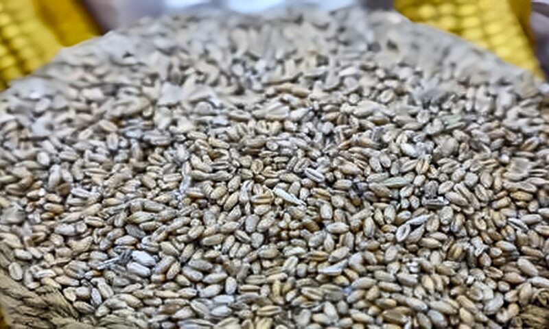 سوريا.. تأخر صرف مستحقات القمح في الجزيرة يهدد الموسم الجديد والفلاحون يرفعون الصوت
