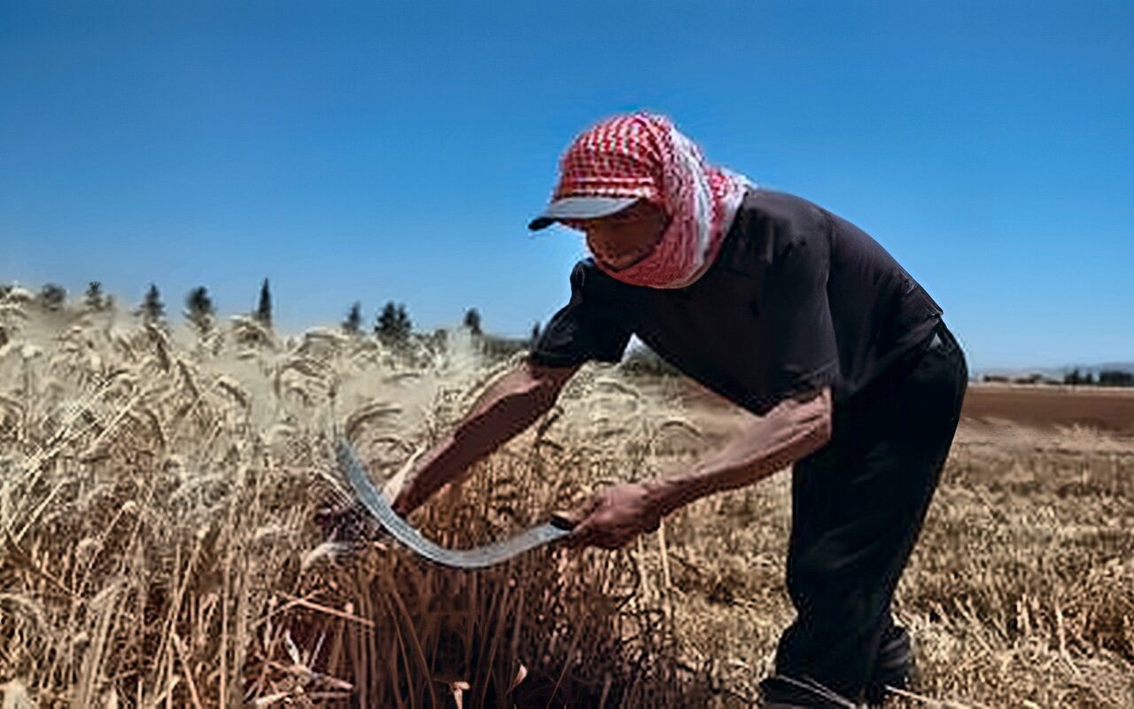 الأمم المتحدة تشدد على ضرورة الدعم العاجل للزراعة في الشرق الأوسط