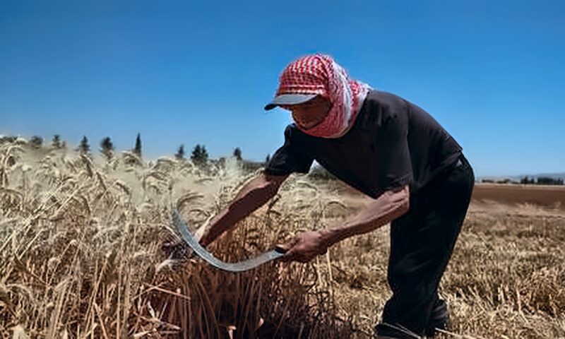 الأمم المتحدة تشدد على ضرورة الدعم العاجل للزراعة في الشرق الأوسط