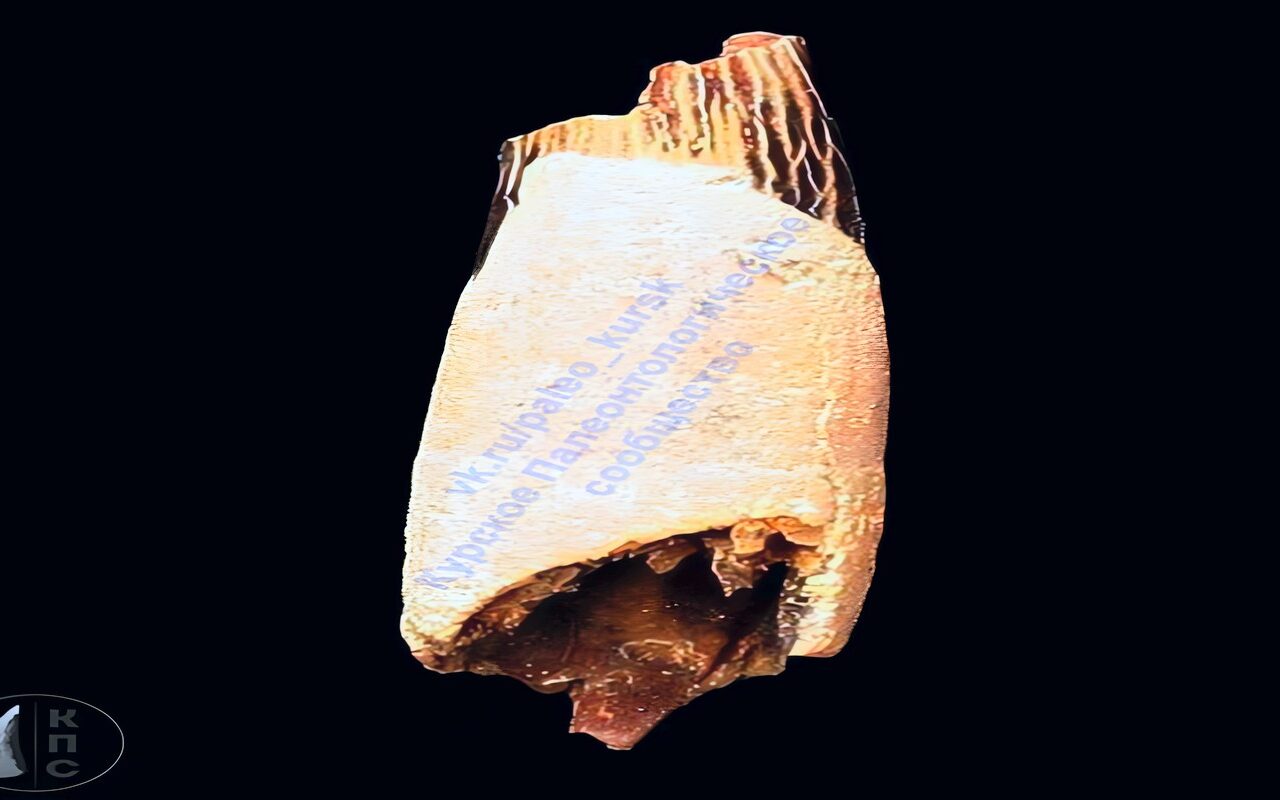 روسيا.. العثور على سنّ ديناصور طائر عمره نحو 100 مليون سنة في مقاطعة كورسك