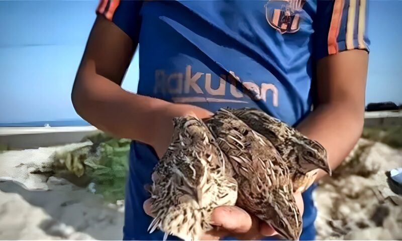 التنمية المحلية تصرح بصيد السمان والقمري والشرشير الصيفي في 8 محافظات وتحظر الجوارح والعصافير
