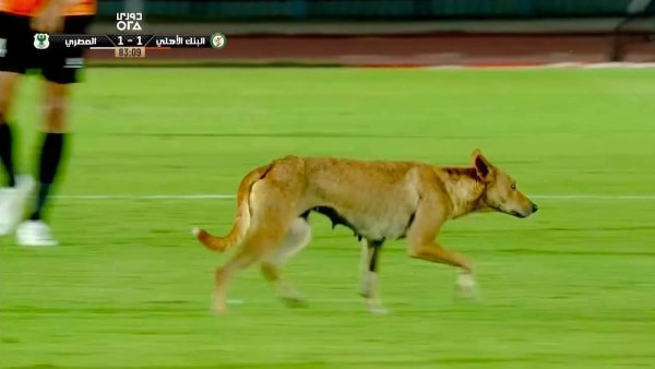 طرائف الدوري المصري.. كلب ضال يقتحم ملعب مباراة البنك الأهلي والمصري ويوقف اللقاء