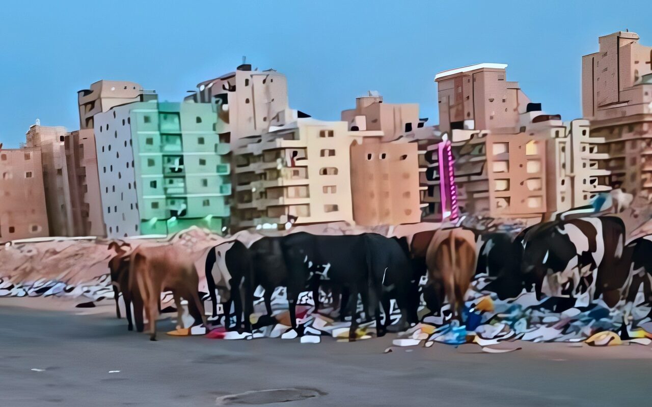 محافظ مطروح : ضبط ونحر الماشية السائبة وتوزيع لحومها على الفقراء والمستشفيات ودار الأيتام