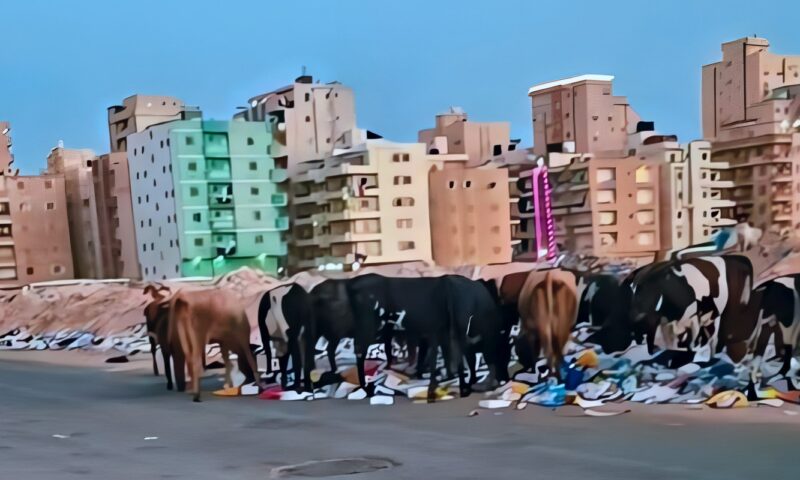 محافظ مطروح : ضبط ونحر الماشية السائبة وتوزيع لحومها على الفقراء والمستشفيات ودار الأيتام