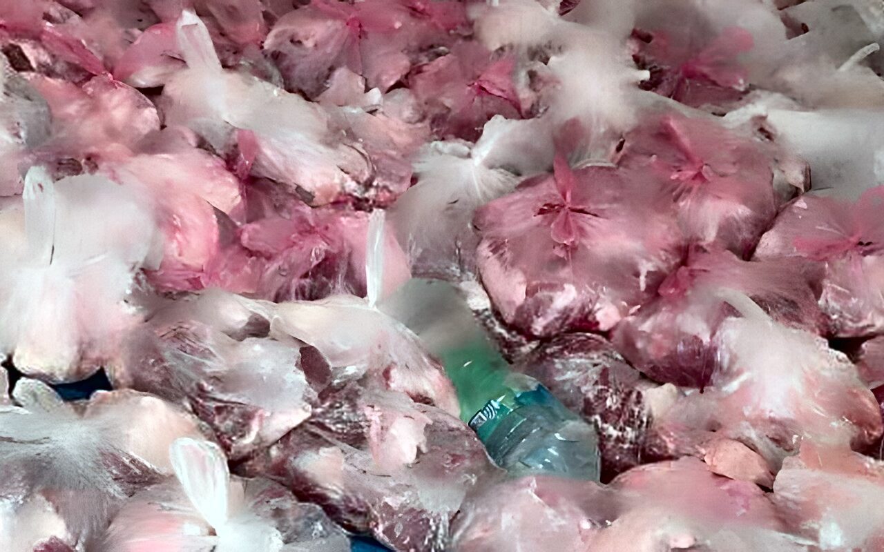 ضبط 77 كيلو لحوم ودواجن فاسدة داخل مطاعم بحي شرق سوهاج