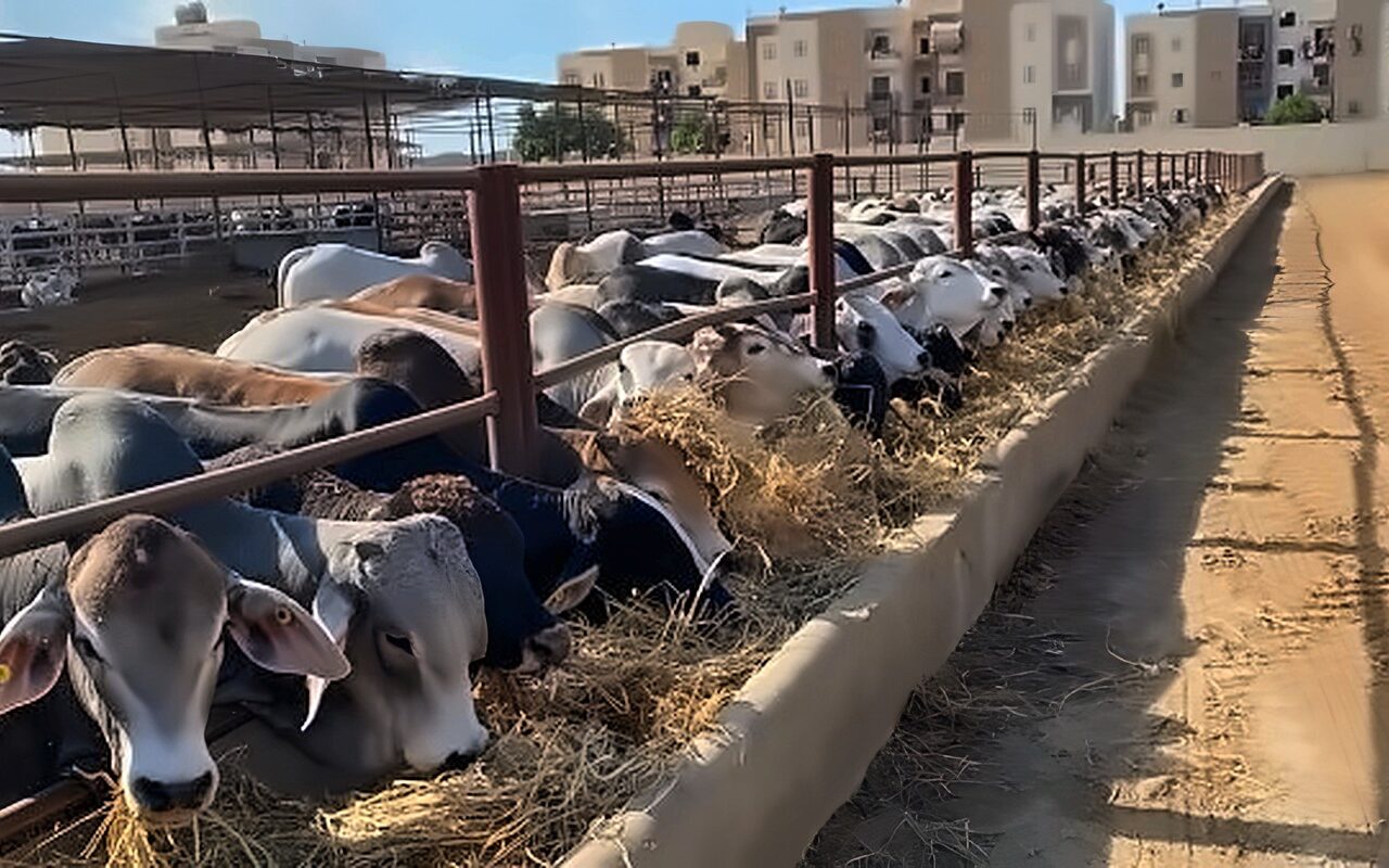 وزير الزراعة يعتمد 80.8 مليون جنيه تمويلات جديدة للمشروع القومى البتلو