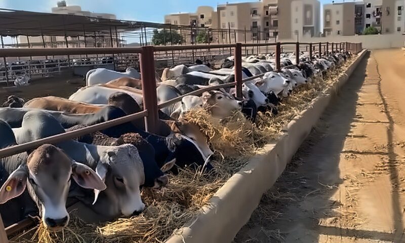 وزير الزراعة يعتمد 80.8 مليون جنيه تمويلات جديدة للمشروع القومى البتلو
