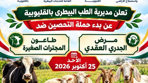 الأحد.. انطلاق حملة تحصين الأبقار والأغنام ضد الأمراض الوبائية في القليوبية