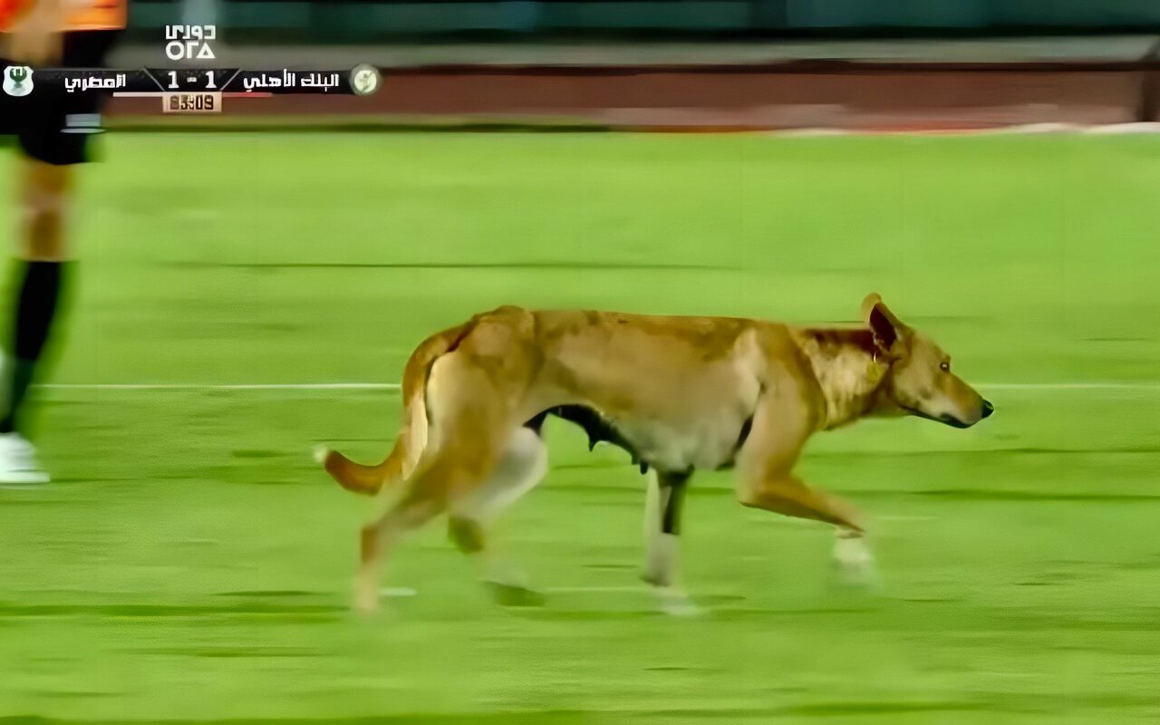 كلب ضال يقتحم مباراة البنك الأهلي والمصري ويوقف اللعب في الدوري المصري