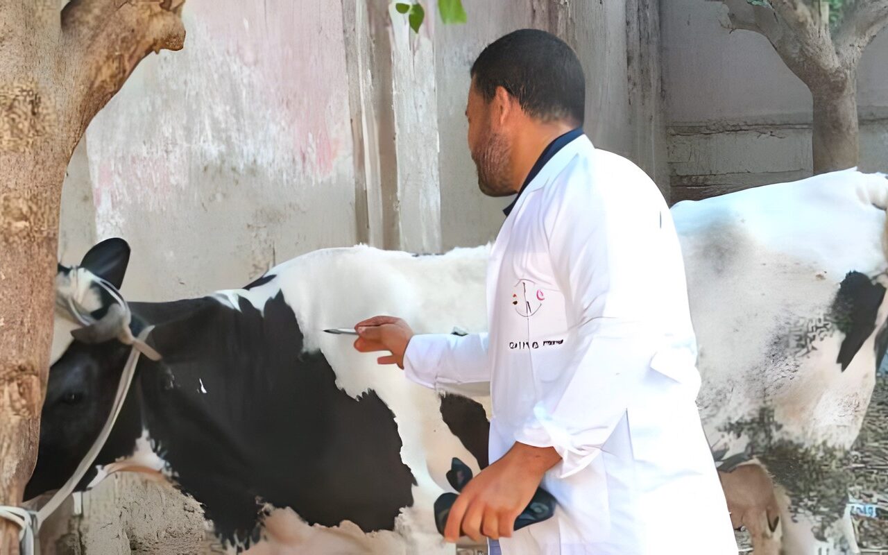 تحصين 77 ألفًا و912 رأس ماشية بالغربية ضد الجلد العقدي وطاعون المجترات الصغيرة